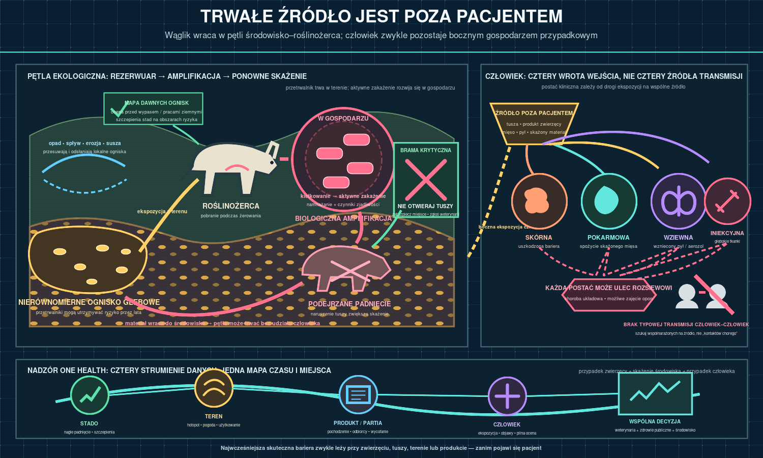 Wąglik jako pętla środowiskowo-zwierzęca z boczną ekspozycją człowieka. Nierównomierne ogniska przetrwalników w glebie mogą zostać odsłonięte lub przemieszczone przez suszę, opad, erozję i prace ziemne. Roślinożerca pobiera materiał podczas żerowania, a aktywne zakażenie amplifikuje bakterie; padnięcie i naruszenie tuszy mogą zwrócić skoncentrowany materiał do środowiska. Człowiek jest zwykle gospodarzem przypadkowym: kontakt przez uszkodzoną skórę, spożycie, wdychanie wznieconego materiału lub głębokie wprowadzenie prowadzą do odmiennych postaci klinicznych, z możliwością rozsiewu, lecz bez typowego łańcucha człowiek–człowiek. Najskuteczniejsze bariery leżą przy stadzie, tuszy, terenie i produkcie, a nadzór łączy dane weterynaryjne, środowiskowe, handlowe i kliniczne.